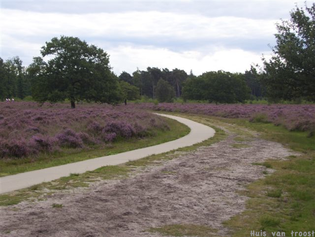 Foto - Weg paarse heide